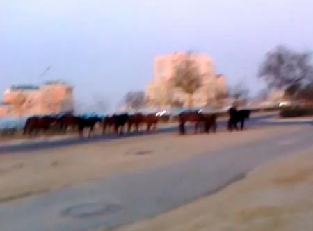 Табун лошадей в 13 микрорайоне (видео)