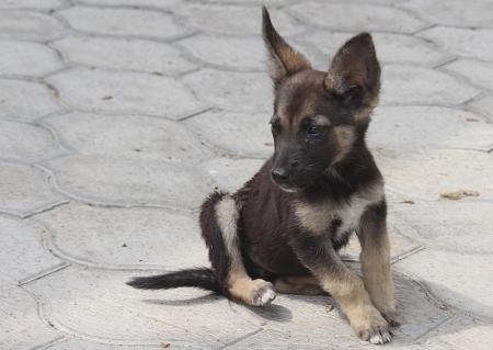 Щенок ищет хозяина