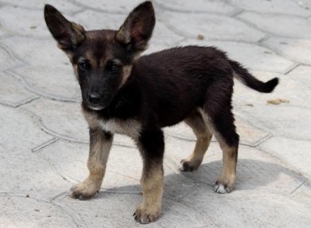 Щенок ищет хозяина