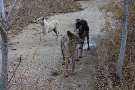 Бродячие собаки снова в Актау