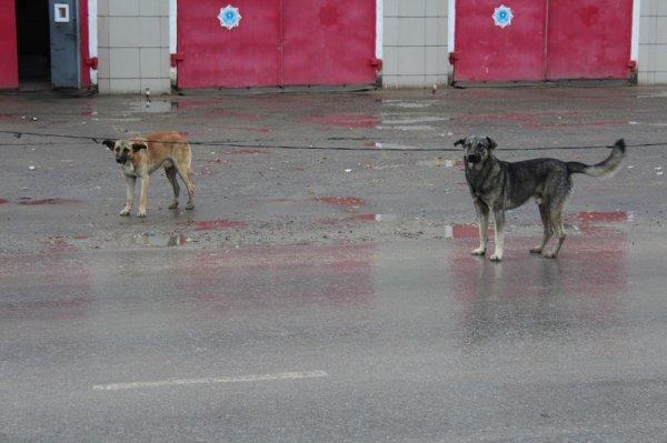 Бродячие собаки снова в Актау